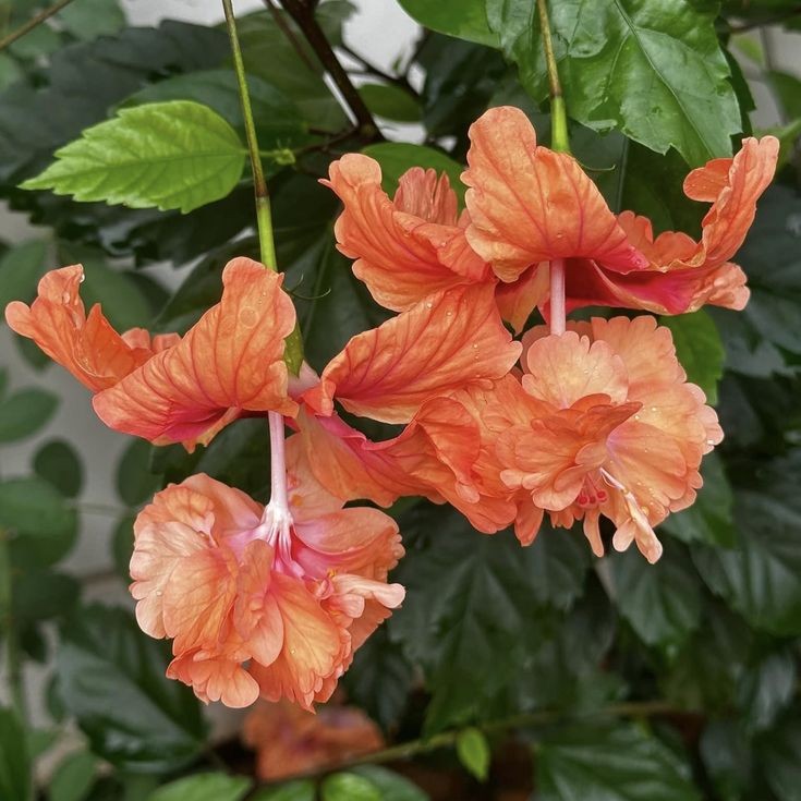 Peach Hibiscus Flower Plant – Tropical Peach Hibiscus Plant for Garden & Balcony | VaanMitra - Image 2