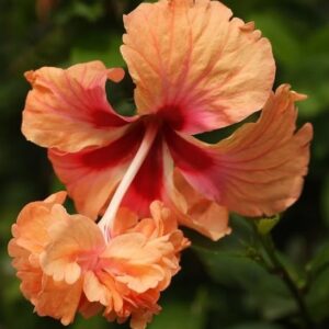 Peach Hibiscus Flower Plant