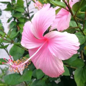Pink Hibiscus Flower Plant – Tropical Pink Hibiscus Plant for Garden & Balcony | VaanMitra - Image 2