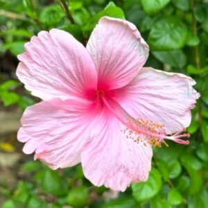 Pink Hibiscus Flower Plant