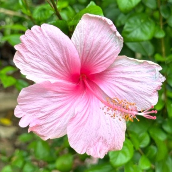 Pink Hibiscus Flower Plant