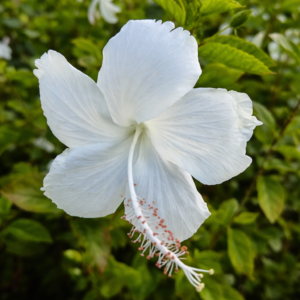 Elegant White Hibiscus Flower Plant – Beautiful Tropical Garden Plant | VaanMitra - Image 2