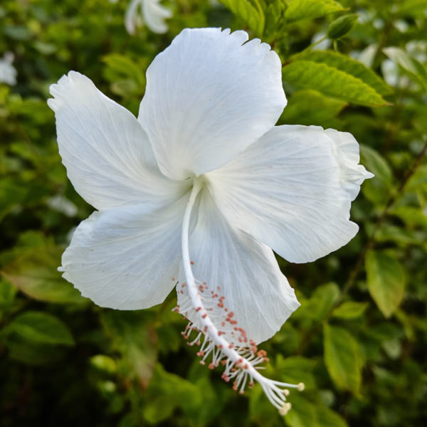Elegant White Hibiscus Flower Plant – Beautiful Tropical Garden Plant | VaanMitra
