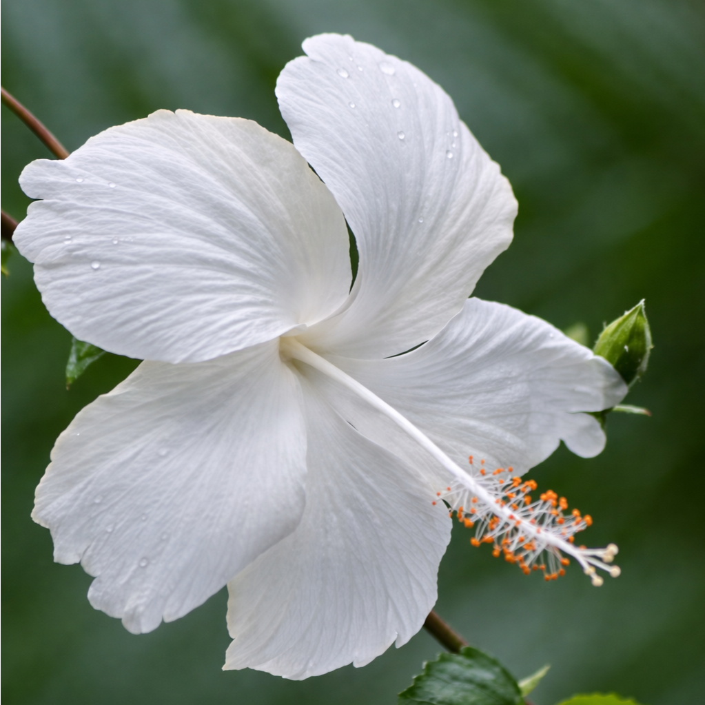 Pure White Hibiscus Plant