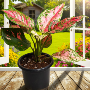 Red Aglaonema Plant