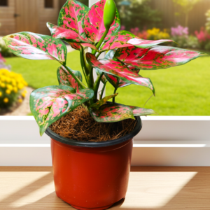 Red Aglaonema Plant