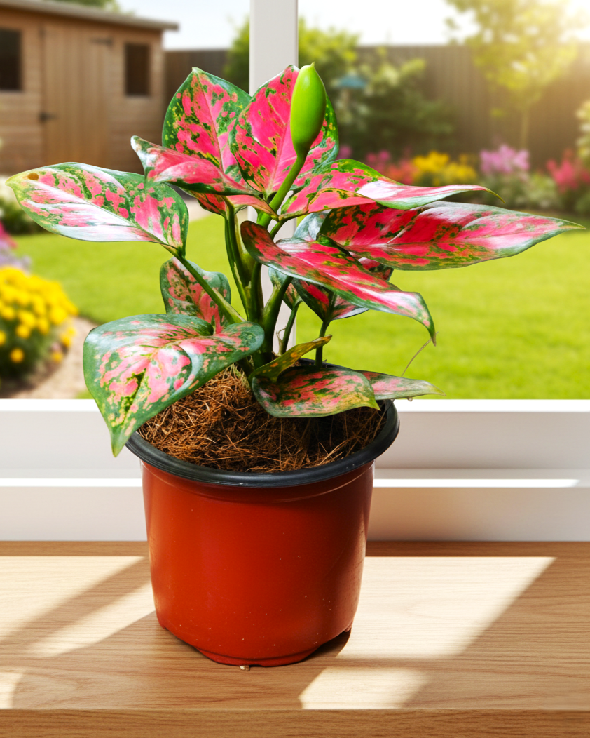 Red Aglaonema Plant
