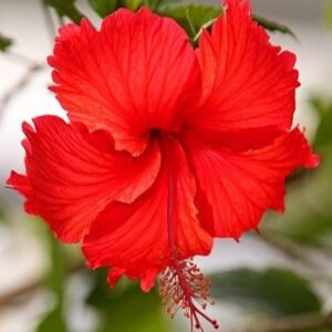 Red Hibiscus Flower Plant – Tropical Hibiscus Plant for Garden & Balcony | VaanMitra - Image 3