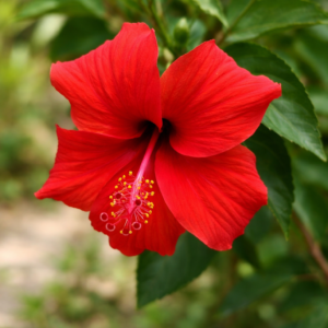 Red Hibiscus Flower Plant