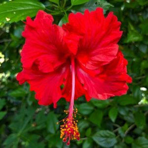 Red Hibiscus Flower Plant – Tropical Hibiscus Plant for Garden & Balcony | VaanMitra - Image 2