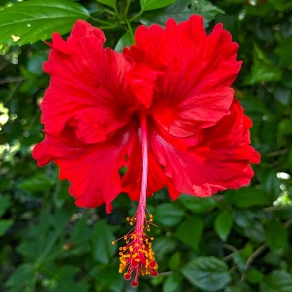 Red Hibiscus Flower Plant – Tropical Hibiscus Plant for Garden & Balcony | VaanMitra