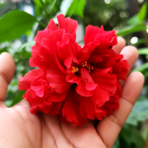 Red Hibiscus Plant – Tropical Red Flower Hibiscus for Garden & Balcony | VaanMitra - Image 3