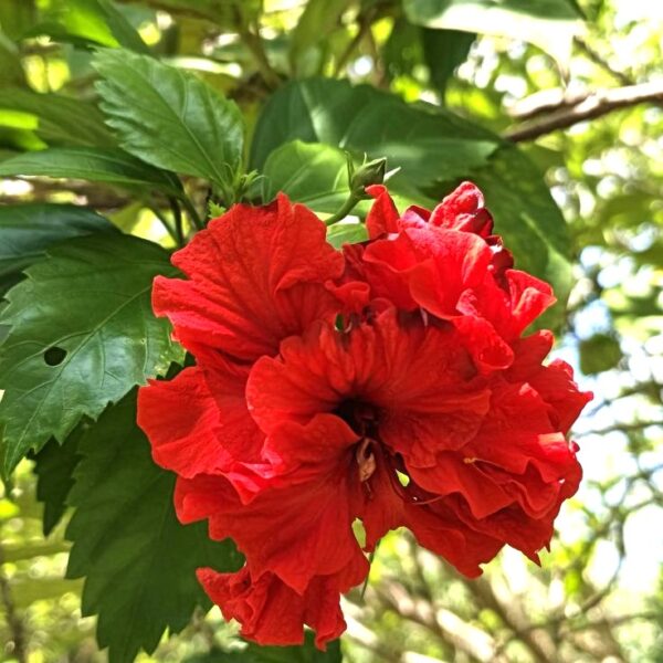 Red Hibiscus Plant – Tropical Red Flower Hibiscus for Garden & Balcony | VaanMitra