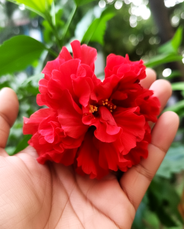 Red Hibiscus Plant – Tropical Red Flower Hibiscus for Garden & Balcony | VaanMitra