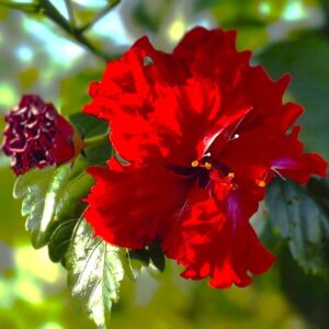 Red Hibiscus Plant