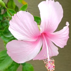 Beautiful Pink Hibiscus Flower Plant – Tropical Garden Beauty | VaanMitra - Image 2