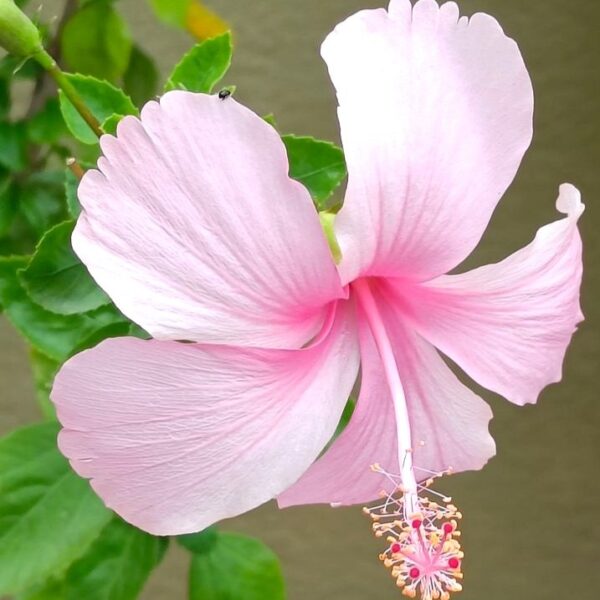 Beautiful Pink Hibiscus Flower Plant – Tropical Garden Beauty | VaanMitra
