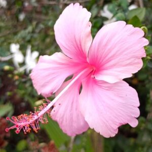 Soft Pink Hibiscus Plant