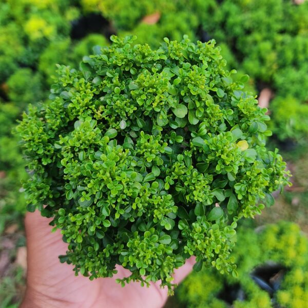 Table Kamini Plant