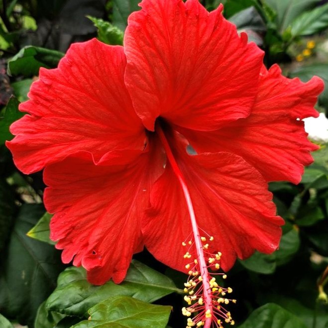 Premium Tropical Red Hibiscus Plant – Beautiful Flowering Plant for Garden | VaanMitra - Image 3