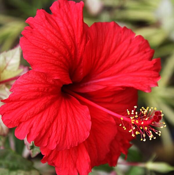 Tropical Red Hibiscus Plant