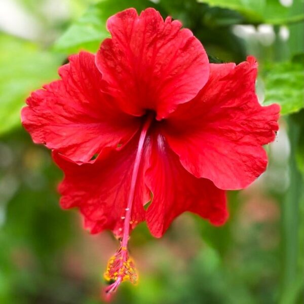 Premium Tropical Red Hibiscus Plant – Beautiful Flowering Plant for Garden | VaanMitra