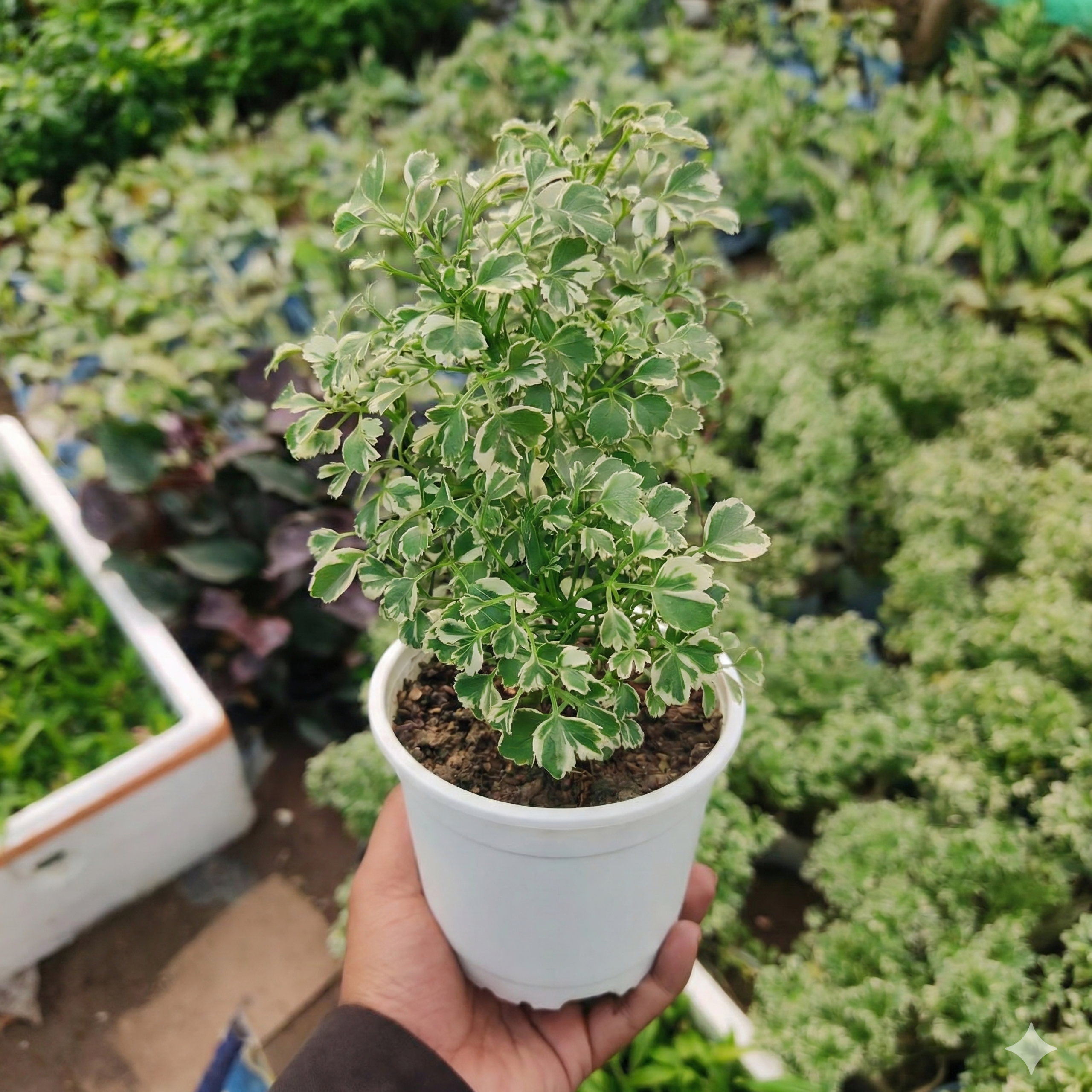 Variegated Aralia Plant