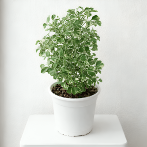 Variegated Aralia Plant