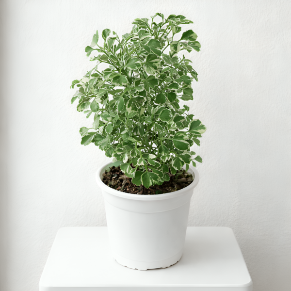 Variegated Aralia Plant