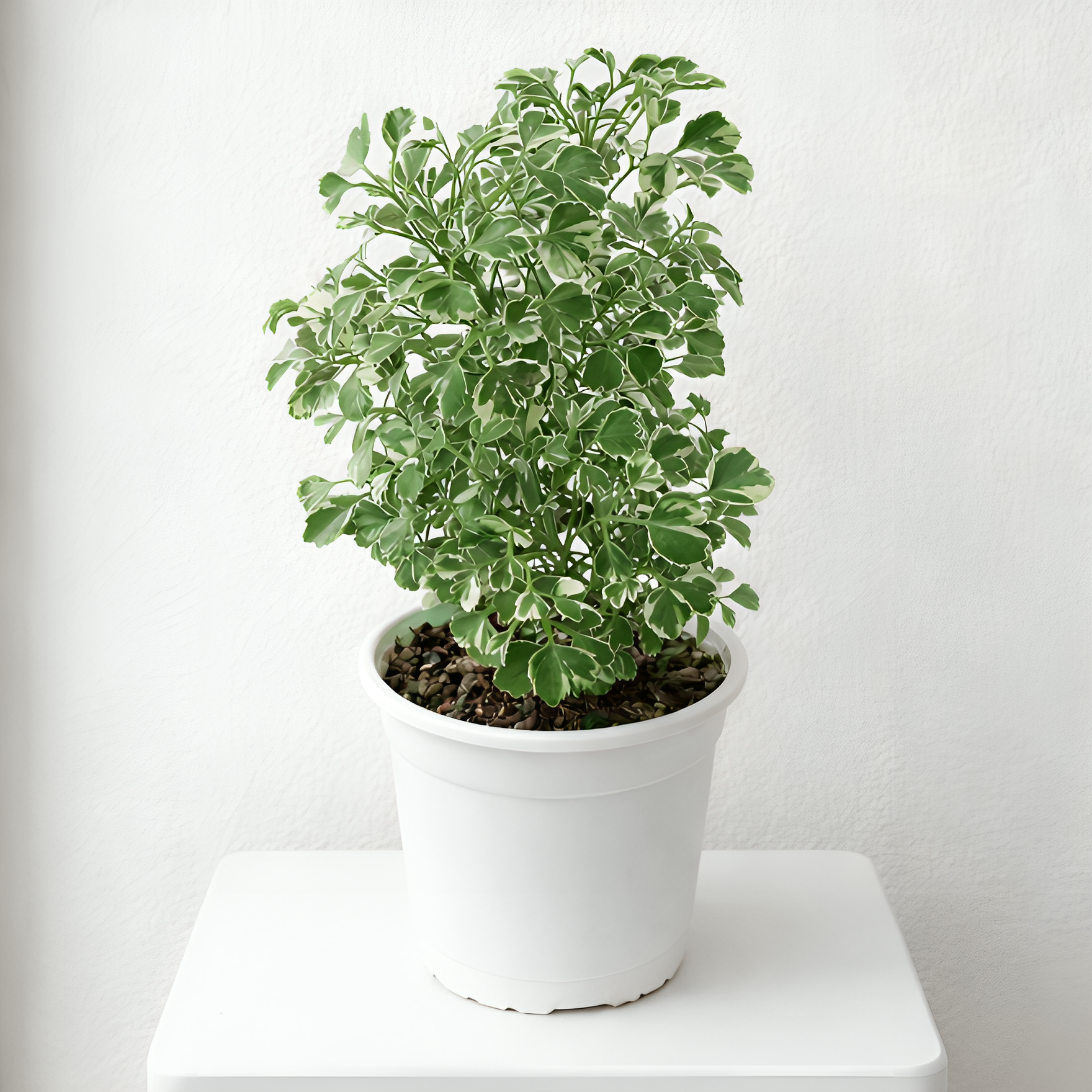 Variegated Aralia Plant