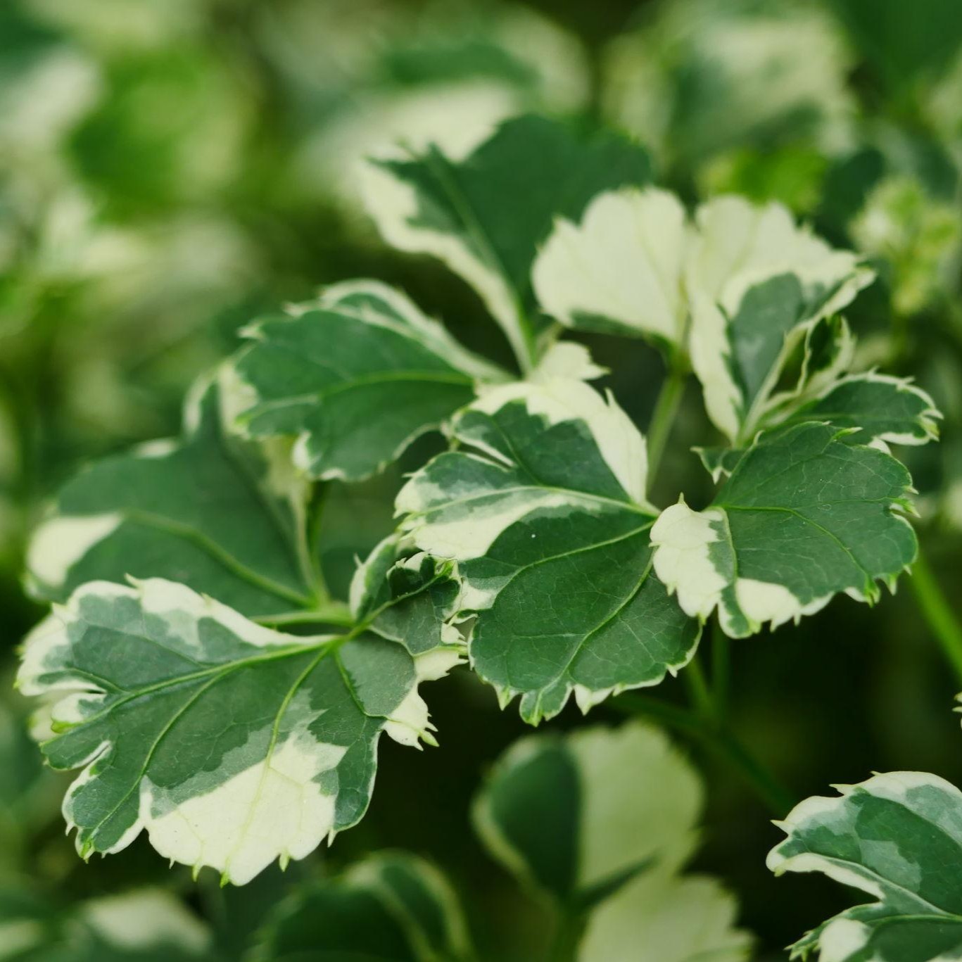 Beautiful Variegated Aralia Plant (Polyscias Guilfoylei Variegata) - Image 3