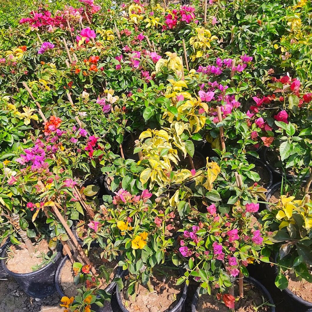 Bougainvillea Multicolor Plant – Grafted Tree Form Flowering Plant for Indian Gardens | VaanMitra