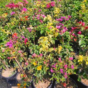Bougainvillea Multicolor Standard Plant – Decorative Flowering Bougainvillea Tree | VaanMitra - Image 2