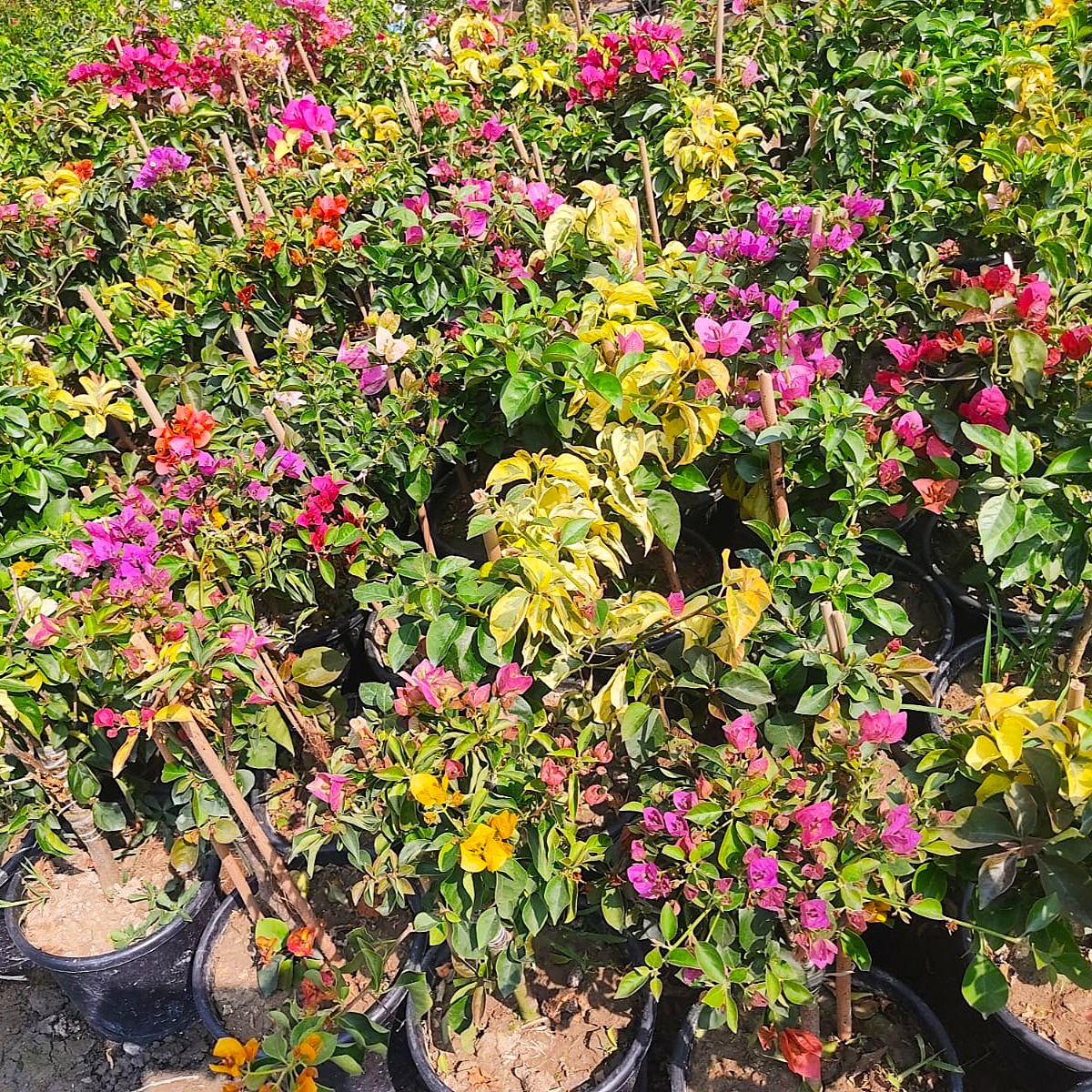 Bougainvillea Multicolor Standard Plant – Decorative Flowering Bougainvillea Tree | VaanMitra - Image 2