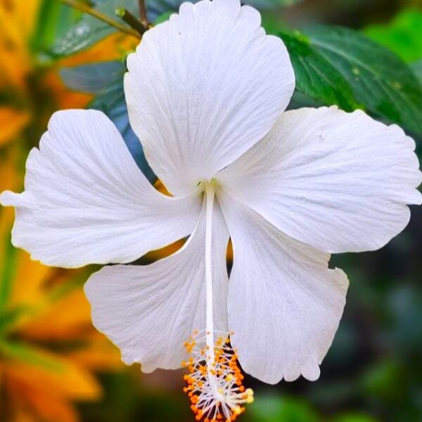 White Hibiscus Flower Plant