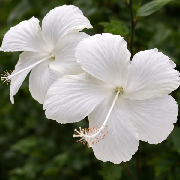 White Hibiscus Flower Plant – Elegant Tropical Flowering Plant for Garden & Balcony | VaanMitra