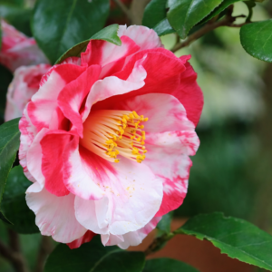 Red White Bicolor Camellia Plant – Exotic Variegated Evergreen Flowering Shrub - Image 3