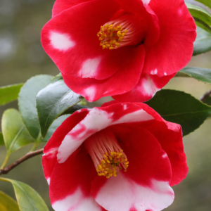 Red White Bicolor Camellia Plant – Exotic Variegated Evergreen Flowering Shrub - Image 2
