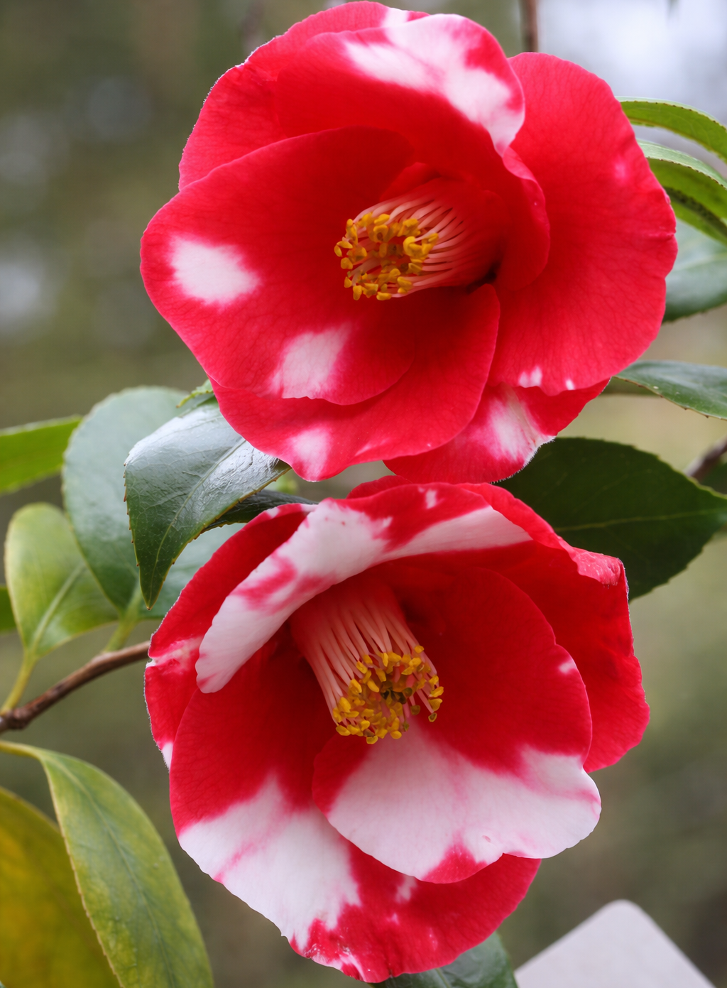 Red White Bicolor Camellia Plant – Exotic Variegated Evergreen Flowering Shrub - Image 2