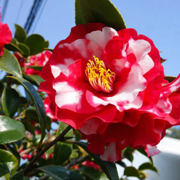 Red White Bicolor Camellia Plant