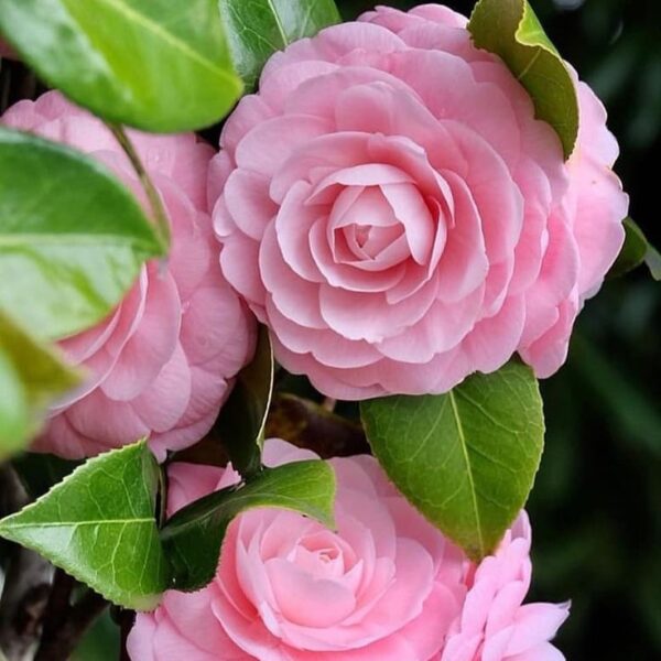 Baby Pink Camellia Plant – Elegant Double Flower Evergreen Shrub