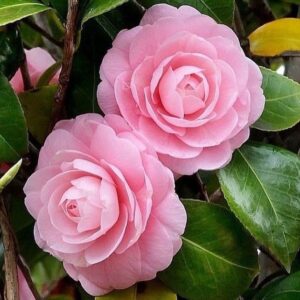 Baby Pink Camellia Plant