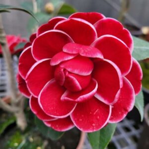 Red Picotee Camellia Plant