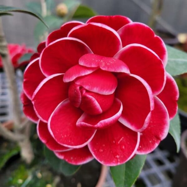 Red Picotee Camellia Plant