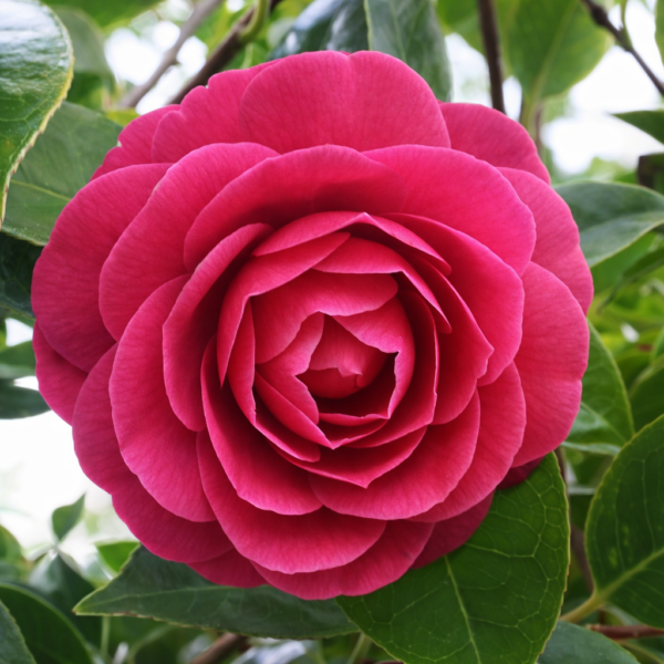 Deep Pink Camellia Plant