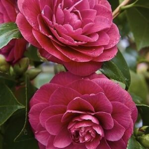 Deep Pink Camellia Plant – Elegant Double Pink Evergreen Flowering Shrub - Image 2
