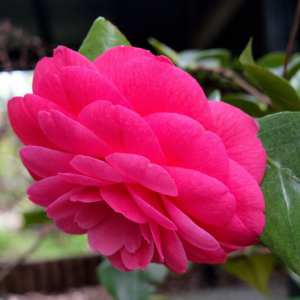 Double Pink Camellia Plant – Elegant Formal Double Pink Flowering Evergreen Shrub - Image 3