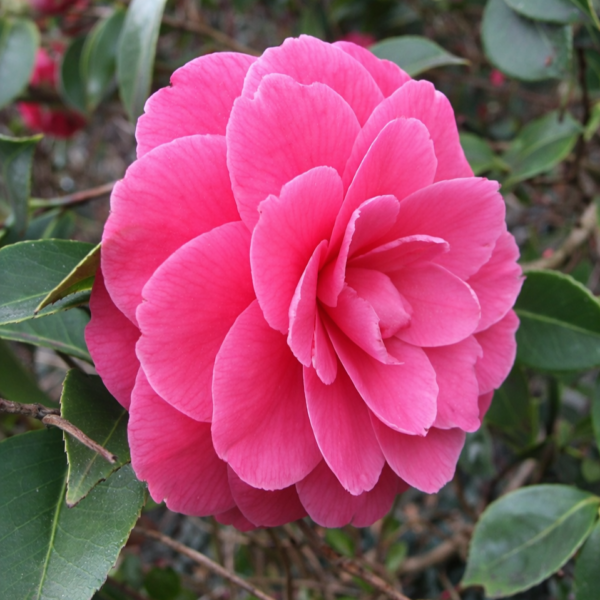 Double Pink Camellia Plant – Elegant Formal Double Pink Flowering Evergreen Shrub