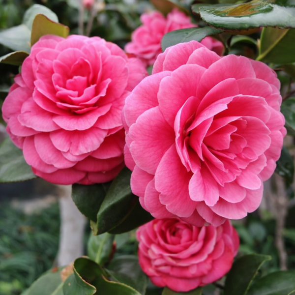 Double Pink Camellia Plant