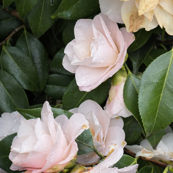 Blush Pink Camellia Plant – Elegant Soft Pink Evergreen Flowering Shrub